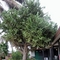 Kaktusz fa