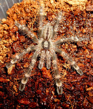 Poecilotheria subfusca 0.0.1