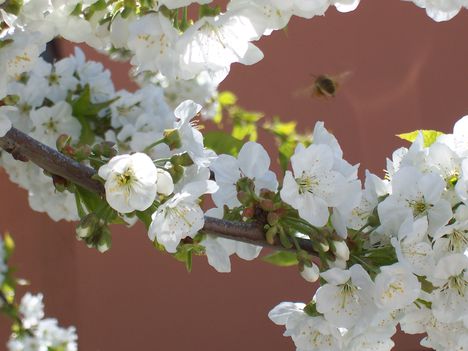 virágzó cseresznyefa
