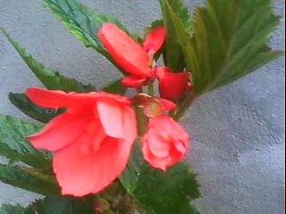 begonia