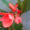 begonia