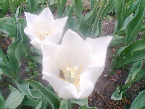 feher tulipan