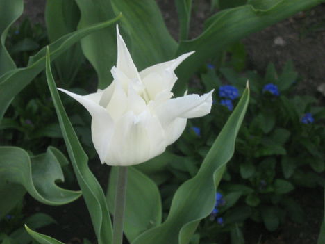 feher tulipan