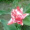 feher-piros tulipan