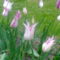 lila-feher tulipan