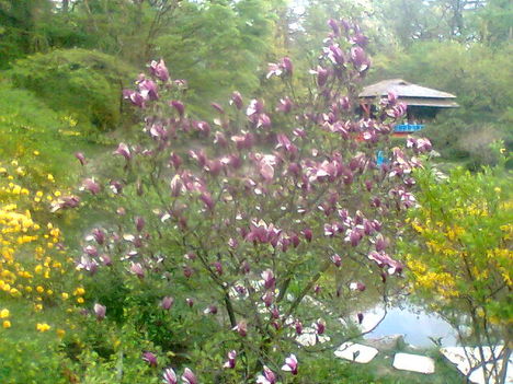 magnolia