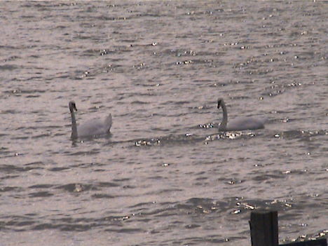 DCAM0063