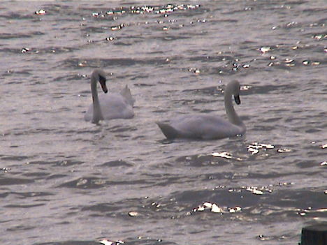 DCAM0064