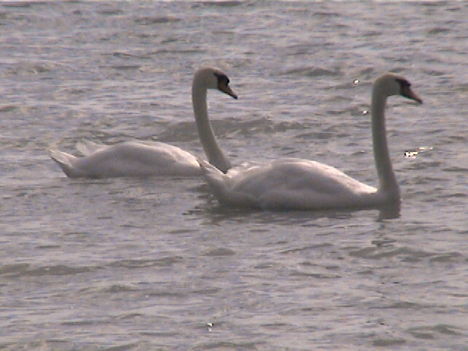 DCAM0065
