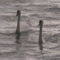 DCAM0067