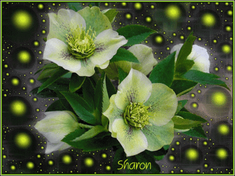 SARON KÉPEK 3
