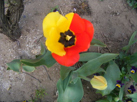 tulipán 003