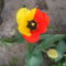 tulipán 003