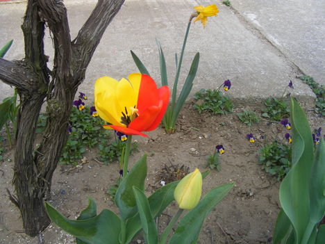 tulipán 004