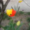 tulipán 004