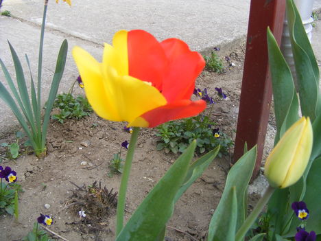 tulipán 005