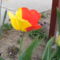 tulipán 005