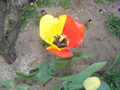 tulipán 006