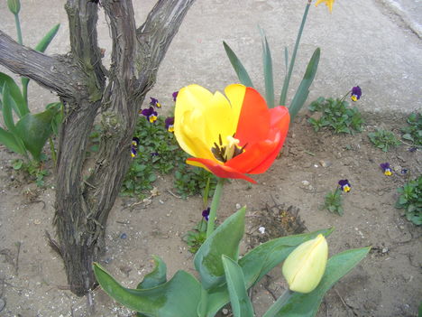 tulipán 007