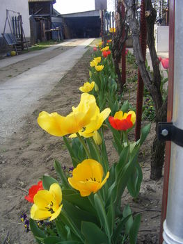 tulipán 010