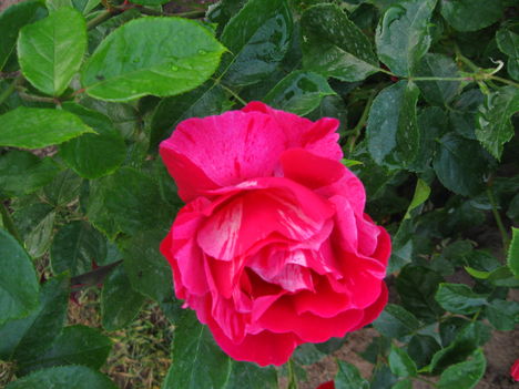 Habsburg rózsa