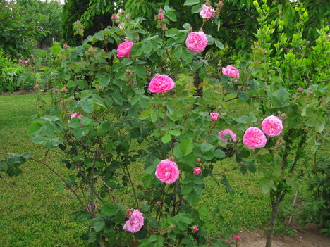 Kertrészlet rózsával