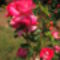 Rózsa (Lúzia Nisler )