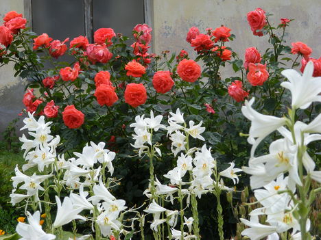 illatos rózsafám és fehérharangvirág