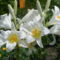 nagyfejü fehér harangvirág