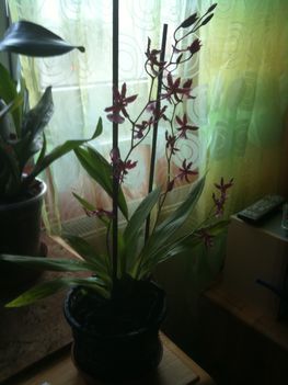 Orchideák 001