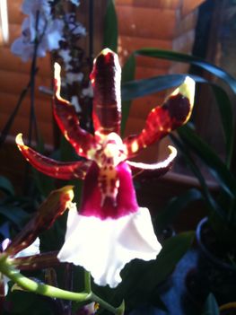 Orchideák 002