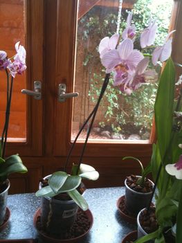 Orchideák 006