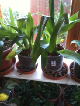 Orchideák 008