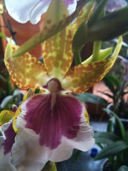 Orchideák 009