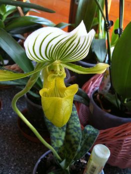 Orchideák 014