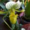 Orchideák 014
