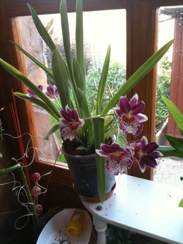 Orchideák 015