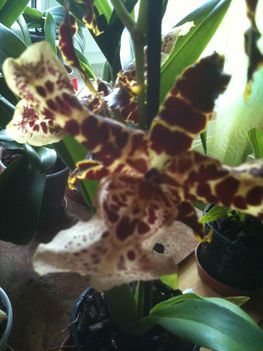 Orchideák 016