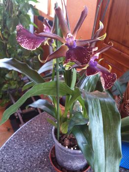 Orchideák 019