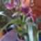 Orchideák 019