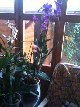 Orchideák 020
