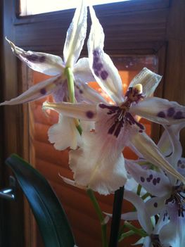 Orchideák 023