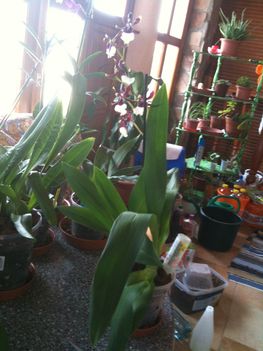 Orchideák 028
