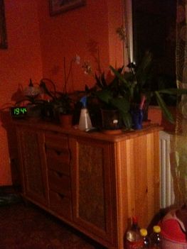 Orchideák 030
