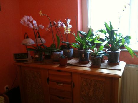 Orchideák 031