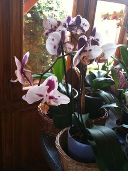 Orchideák 034