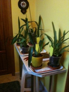 Orchideák 040