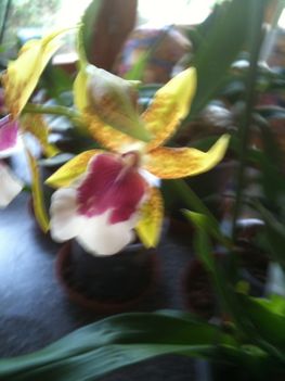 Orchideák 042