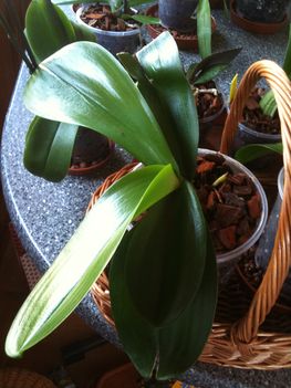 Orchideák 046