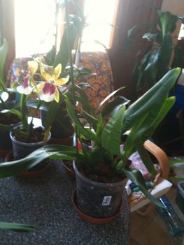 Orchideák 053